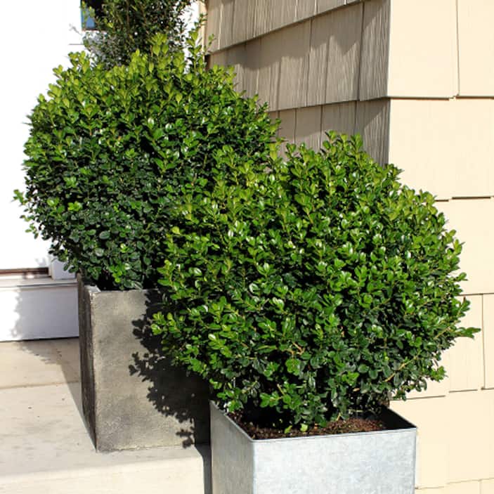Outdoor Plants
