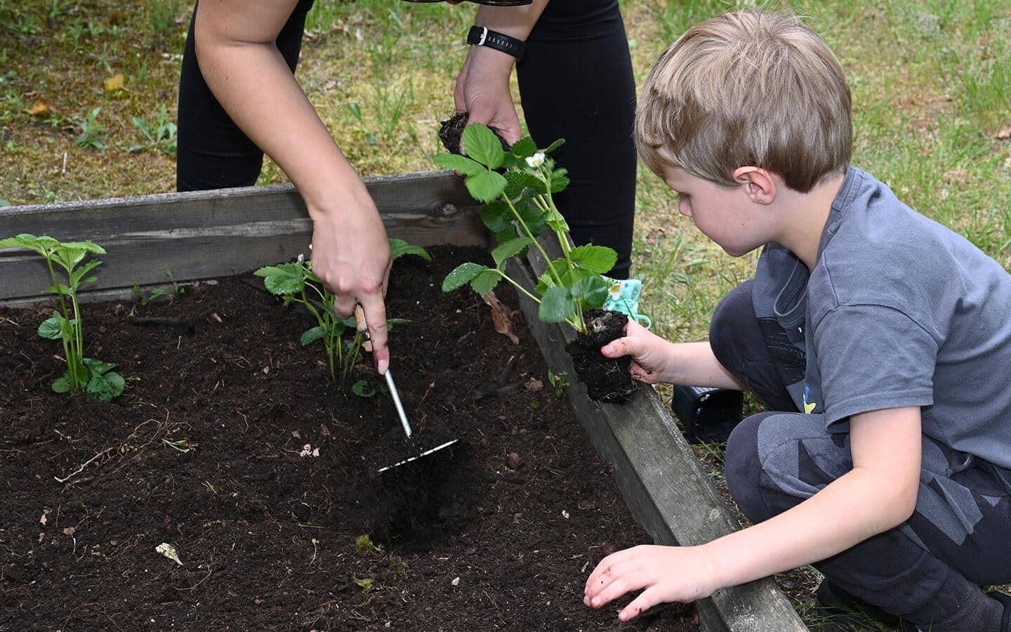 Child planting strawberry plants in a raised garden bed Child planting strawberry plants in a raised garden bed
