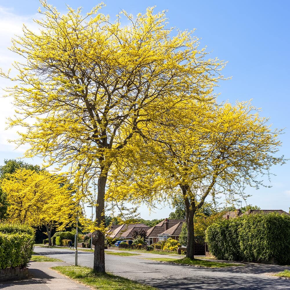 Yellow trees in a neighborhood.