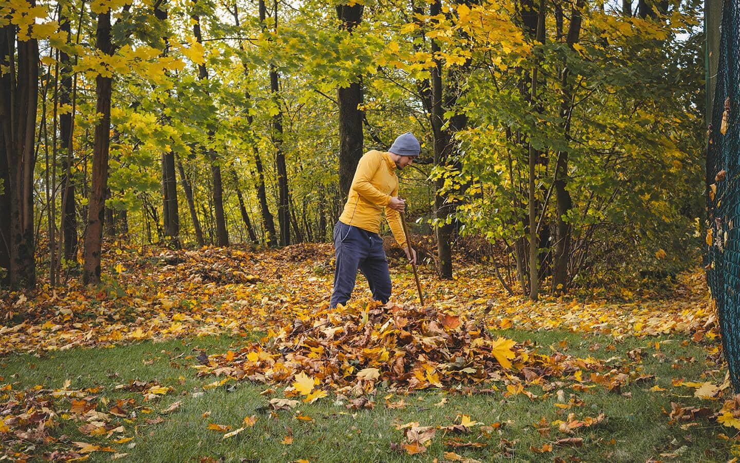 Person raking leaves in a yard