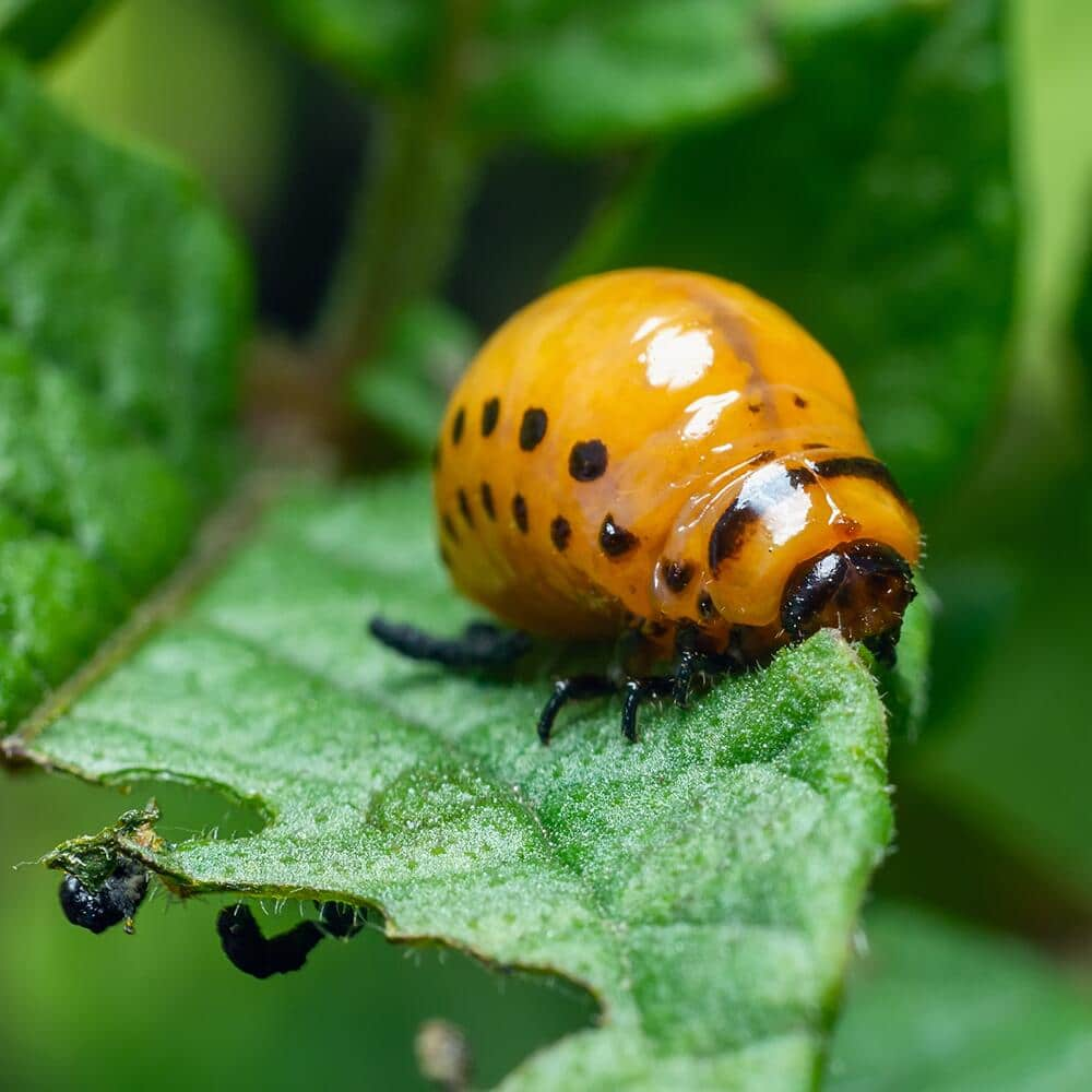 Organic Solutions for Vegetable Garden Insect Pests