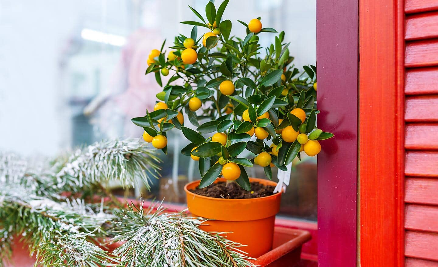 A citrus tree loaded with lemons in a holiday setting