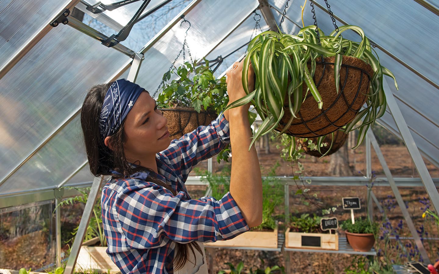 Gardener plants a hanging basket in a greenhouse