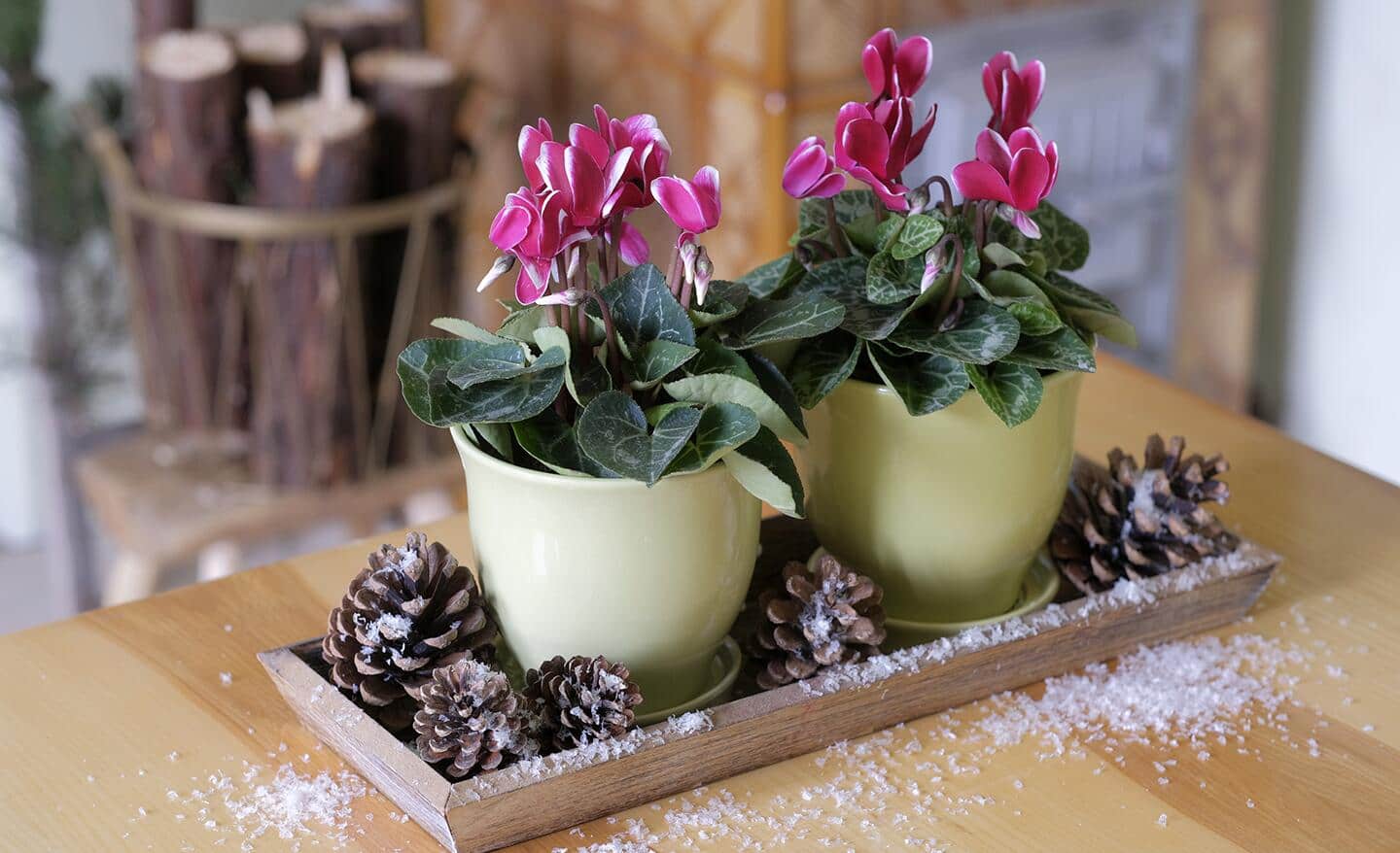 A pair of cyclamen plants on a holiday tray with pine cones