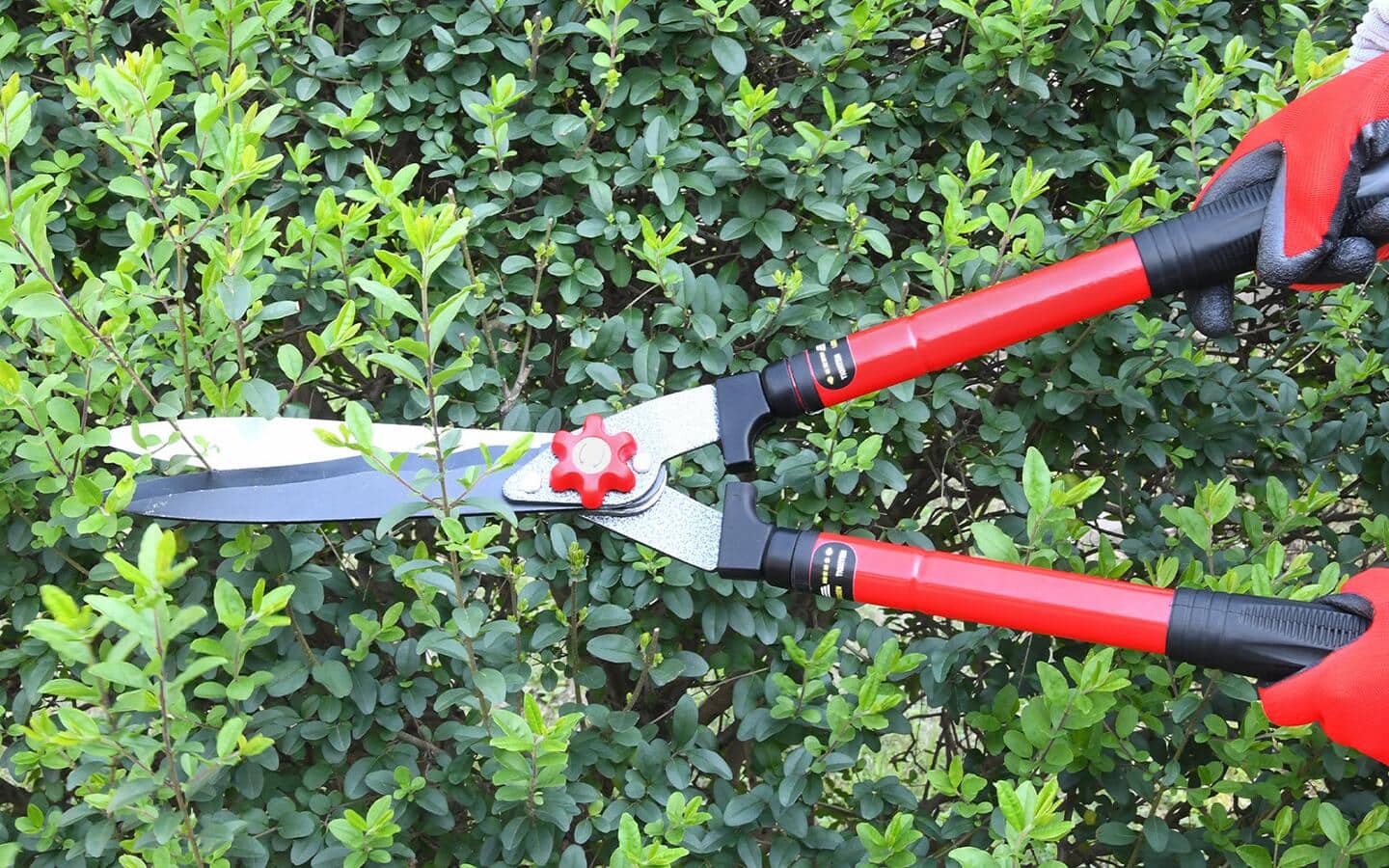 A person trims a shrub with pruning shears.