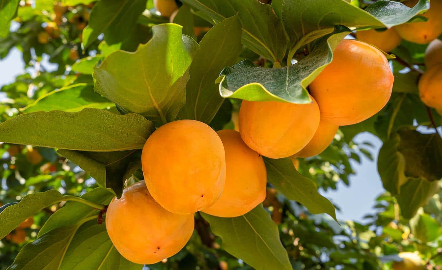 Persimmon fruit on a tree branch Persimmon fruit on a tree branch