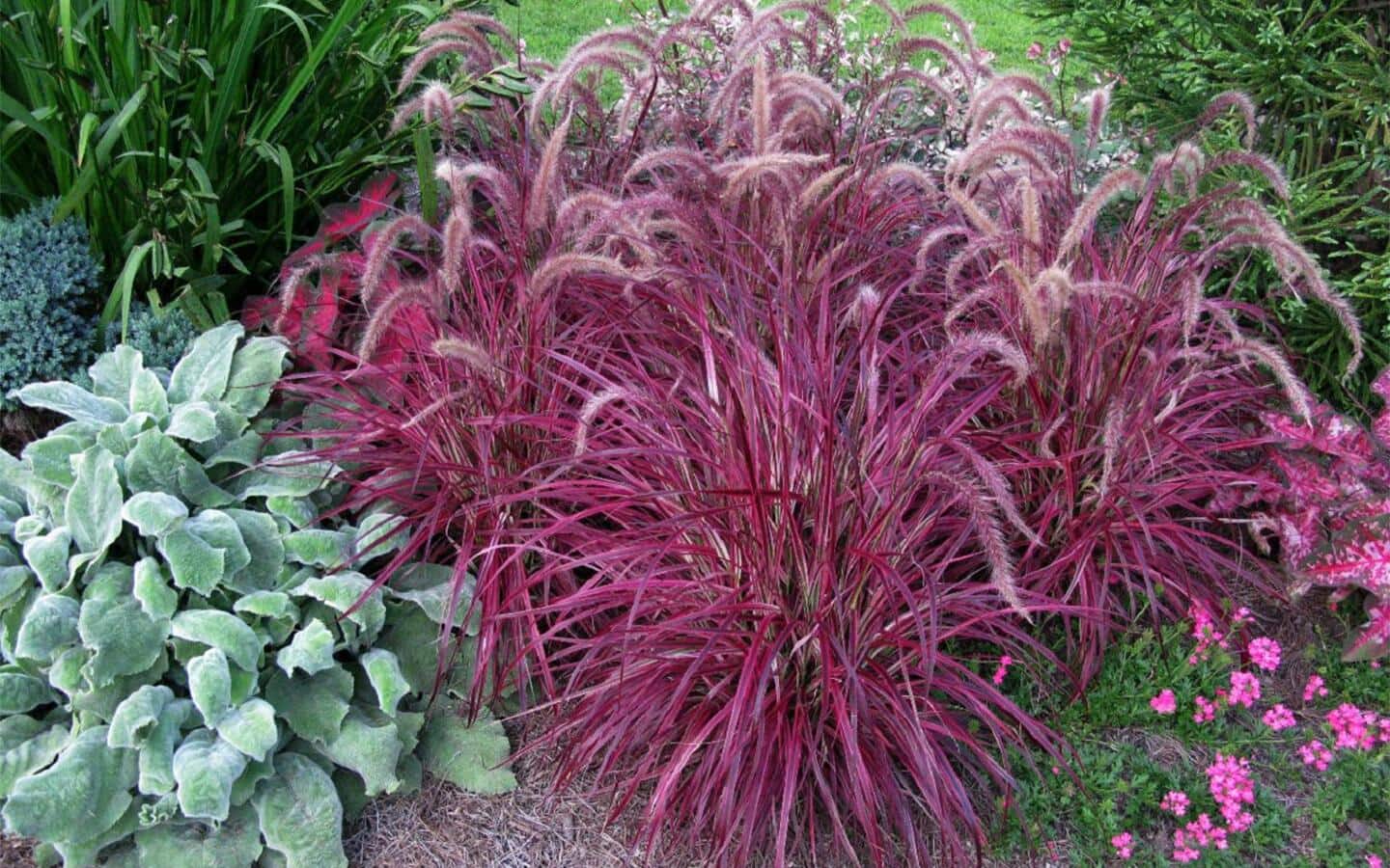 A clump of purple fountain grass in a garden bed with perennials and annuals A clump of purple fountain grass in a garden bed with perennials and annuals