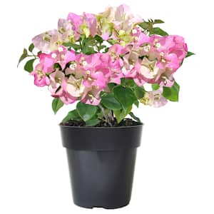 Image for Bushes