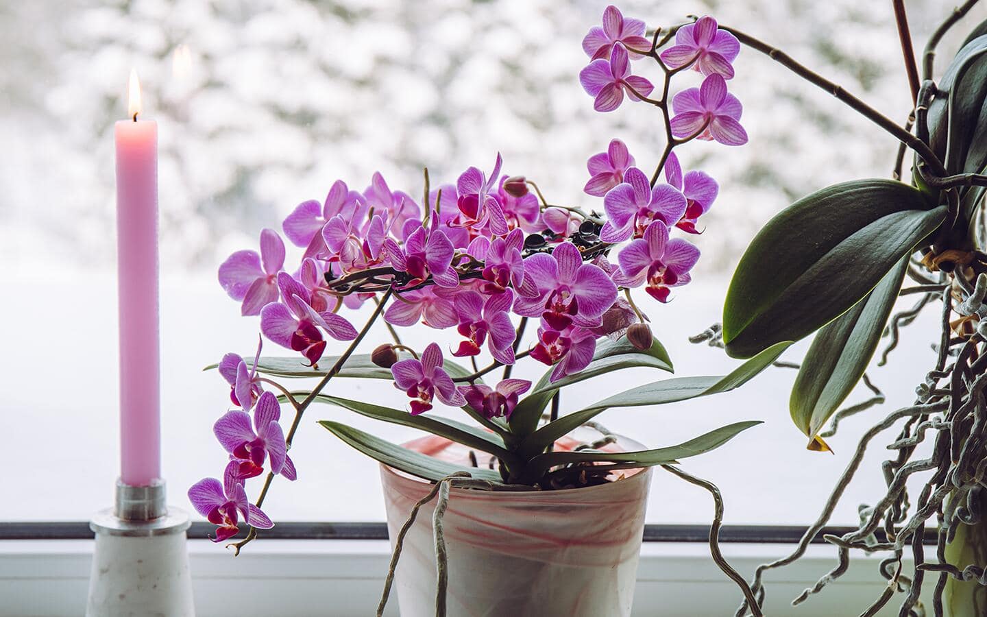 Pink orchid in a bright window with a candle Pink orchid in a bright window with a candle