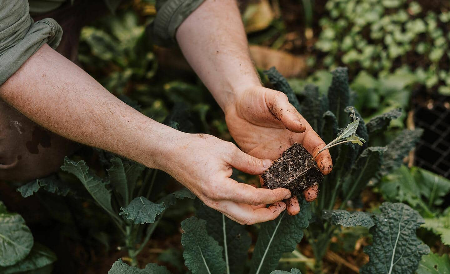 Gardener holds a kale seedling ready to be planted in a vegetable garden