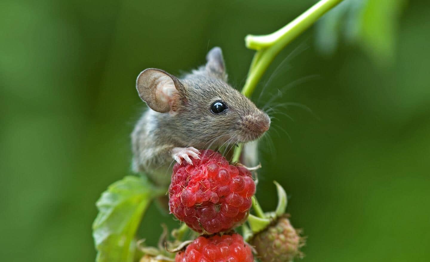 Mouse eating raspberries in a garden Mouse eating raspberries in a garden