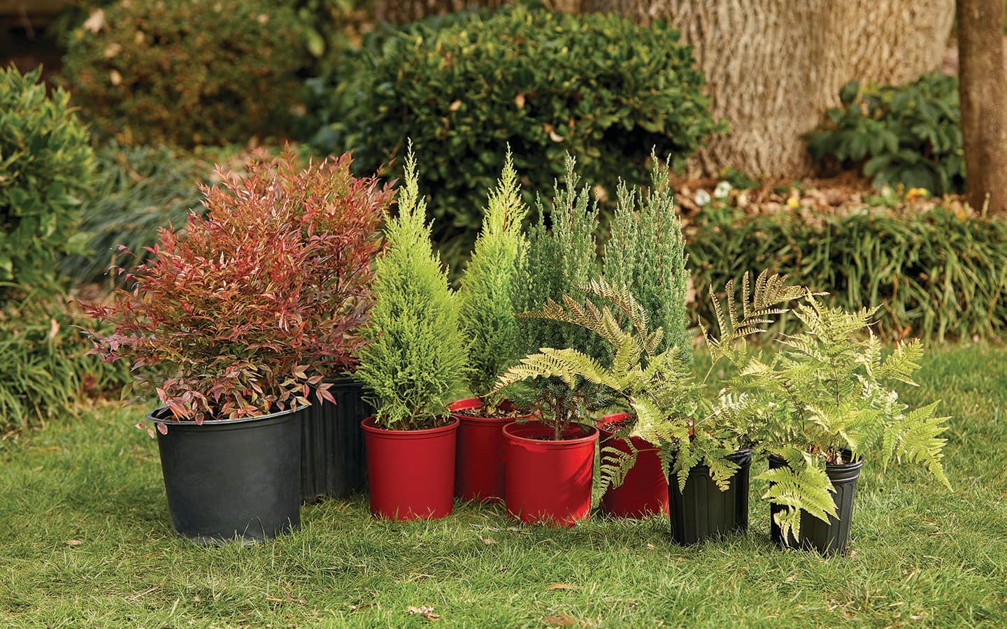 A collection of shrubs for fall containers on a lawn A collection of shrubs for fall containers on a lawn
