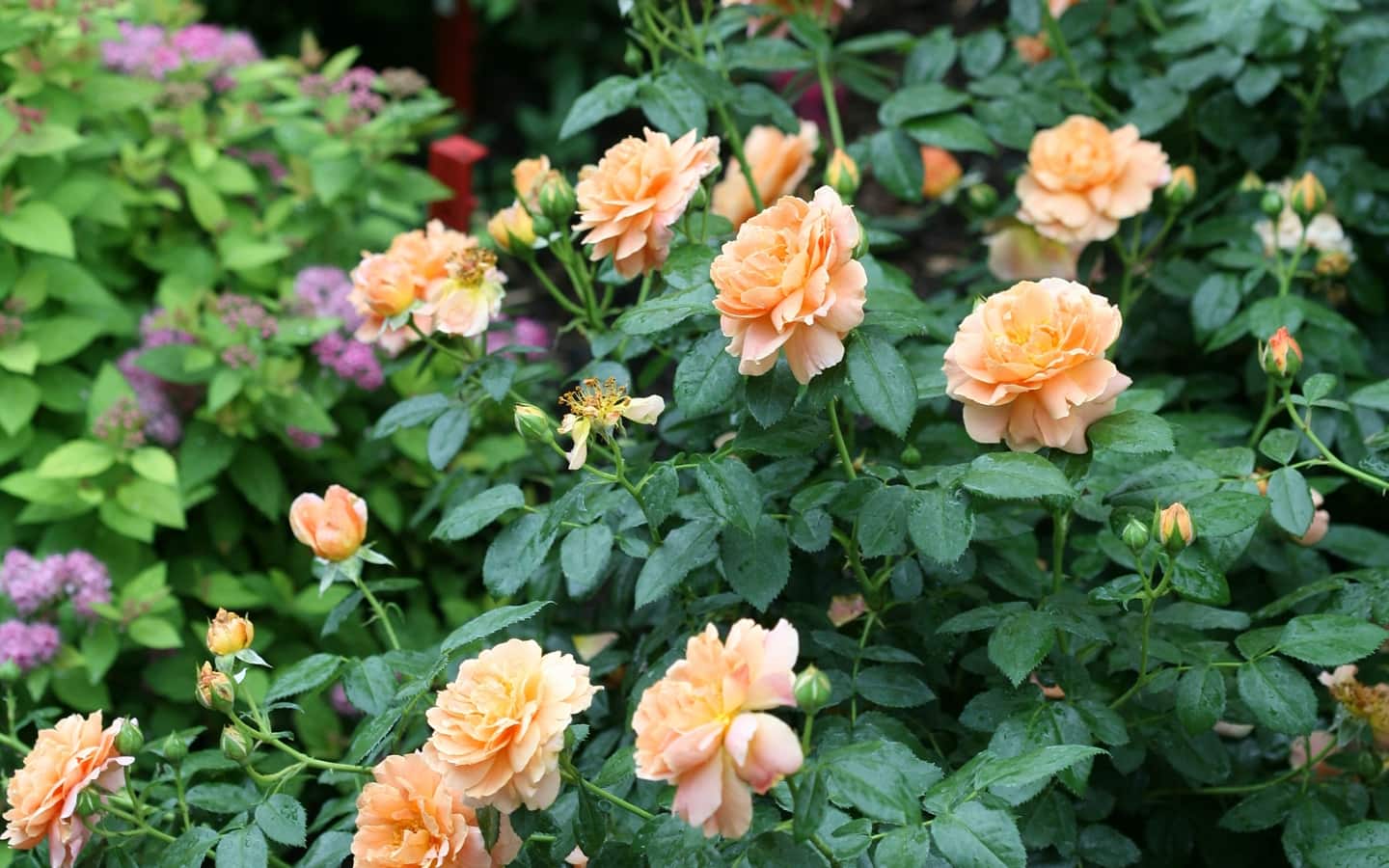 Pastel orange-colored roses in a home garden Pastel orange-colored roses in a home garden