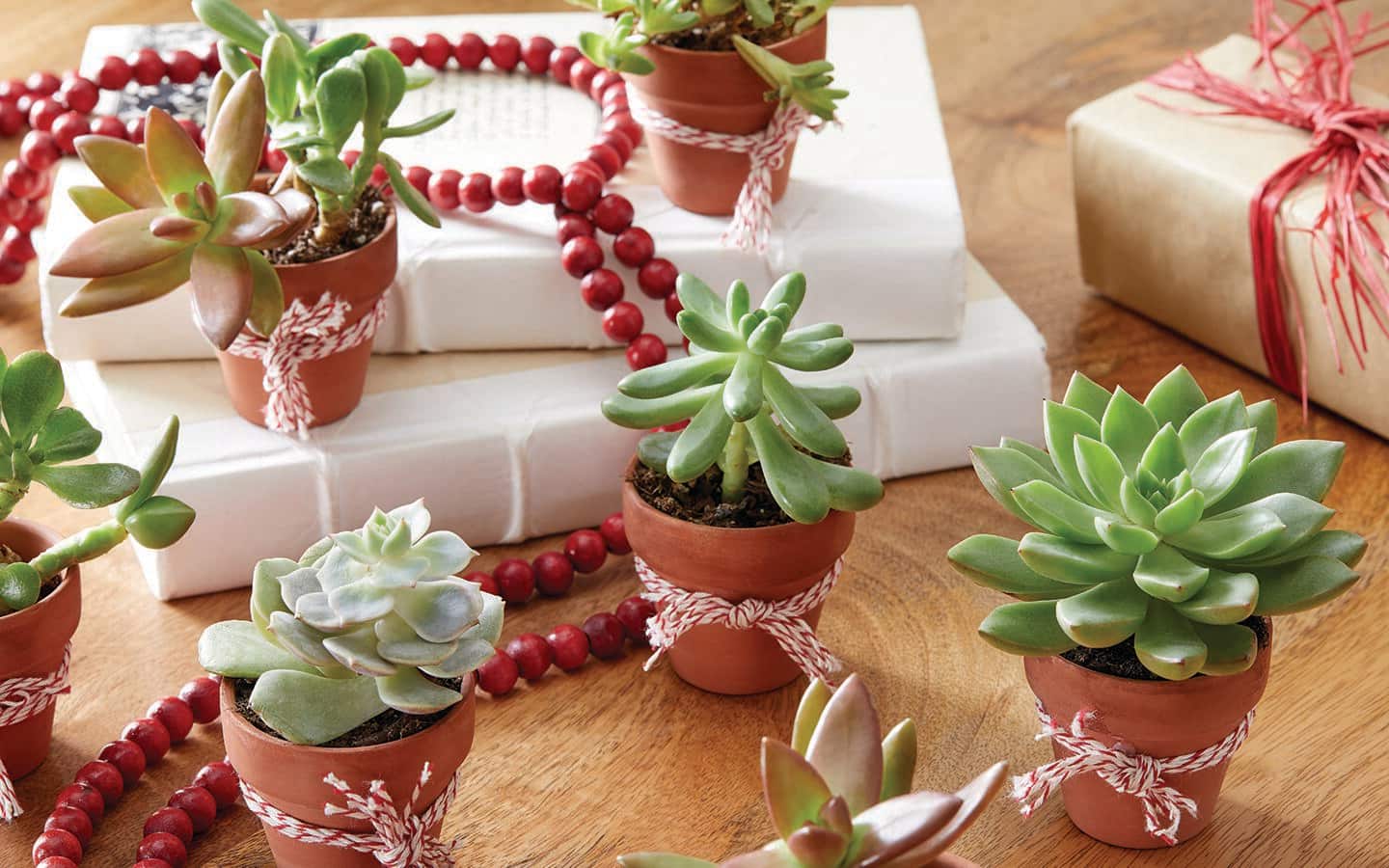 Small succulent plants in terra cotta pots with red ribbons Small succulent plants in terra cotta pots with red ribbons