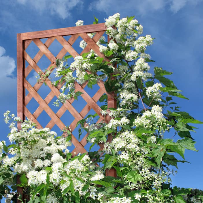 Top Rated Trellises