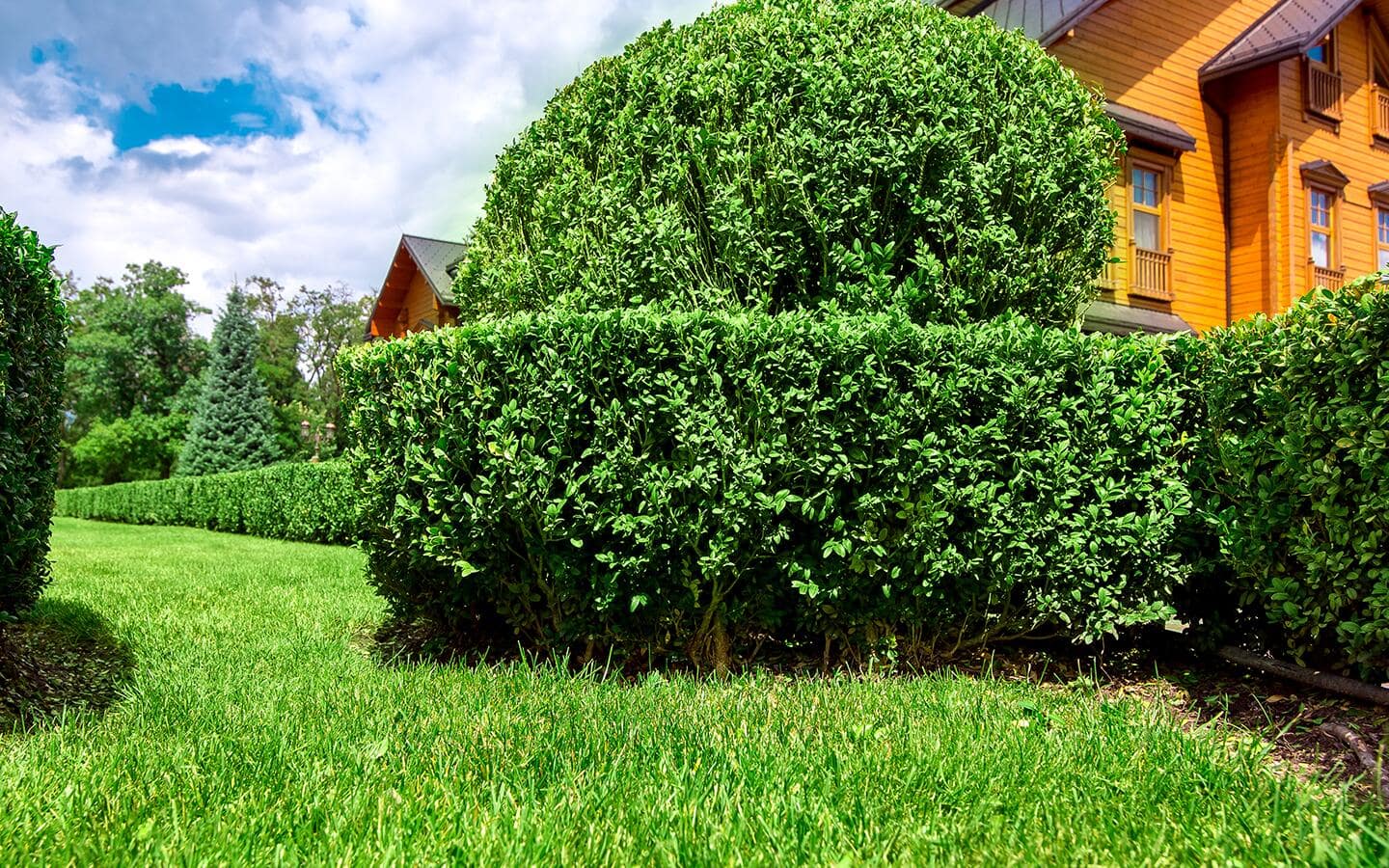 A pruned boxwood hedge alongside a lawn in a formal garden space A pruned boxwood hedge alongside a lawn in a formal garden space