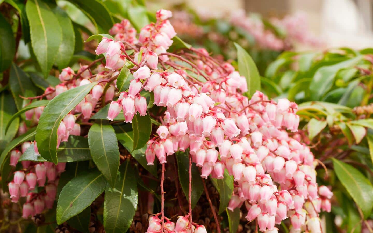 Bell-shaped, pinkish white pieris japonica blooms in the garden.