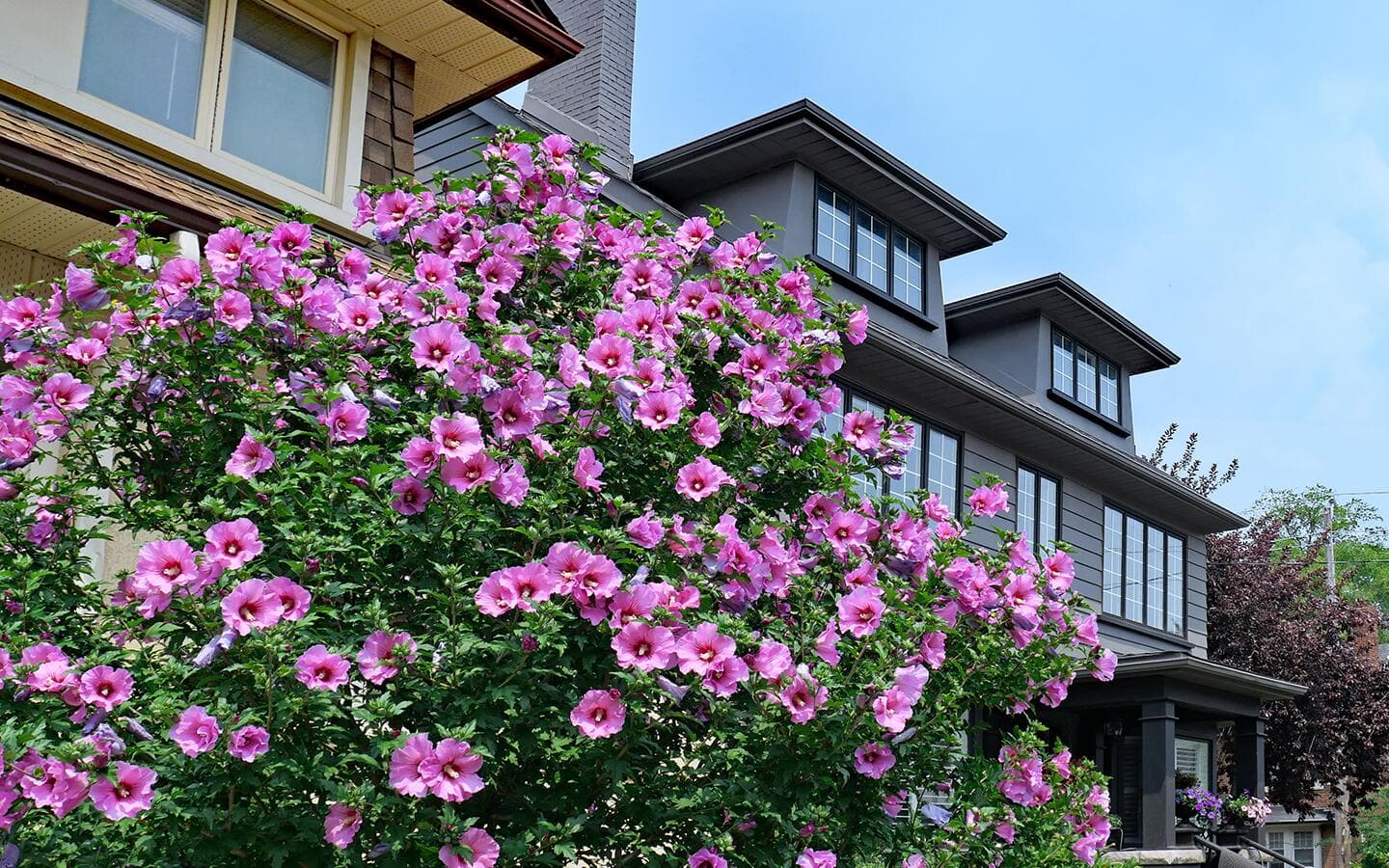 A bright pink hibiscus (Rose of Sharon) shrub in front of a house.