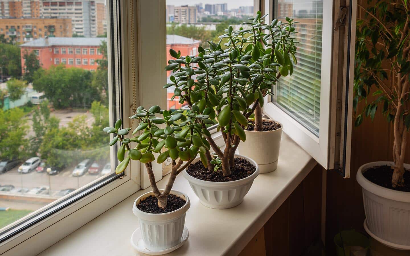 Jade Plant Care - The Home Depot