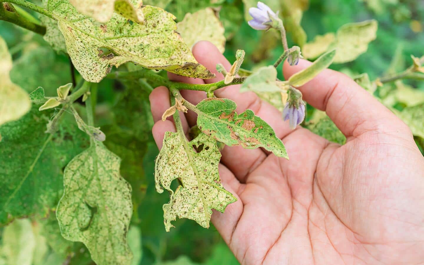 Gardener examines tomato plant foliage with spots and insect damage Gardener examines tomato plant foliage with spots and insect damage