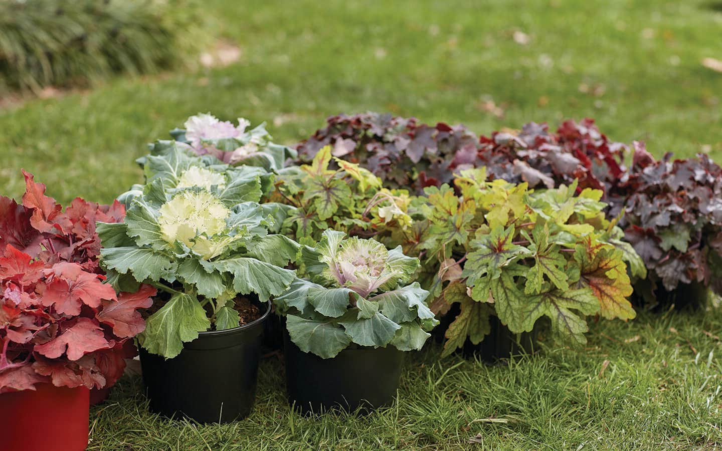 Pots of heuchera and flowering kale on a lawn Pots of heuchera and flowering kale on a lawn