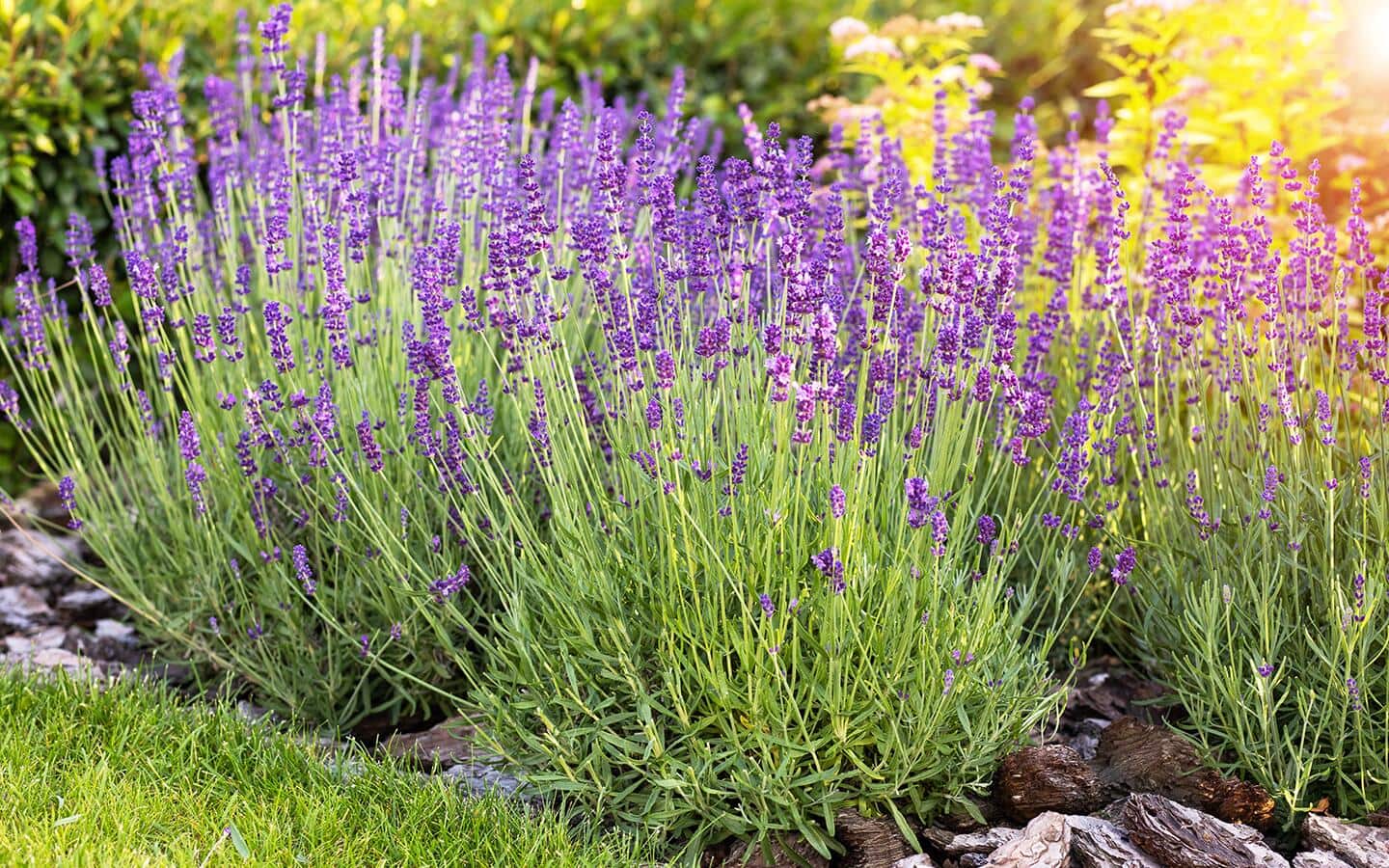 Lavender growing in a full sun garden Lavender growing in a full sun garden