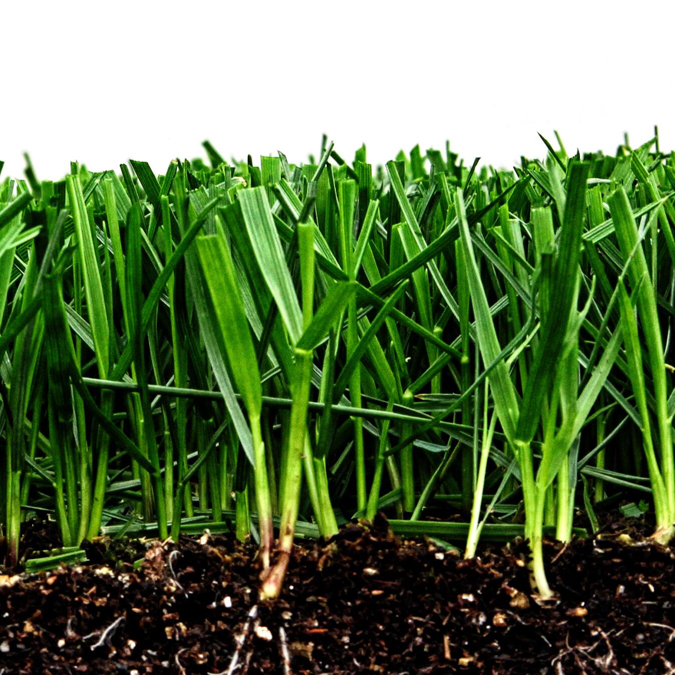 Fescue