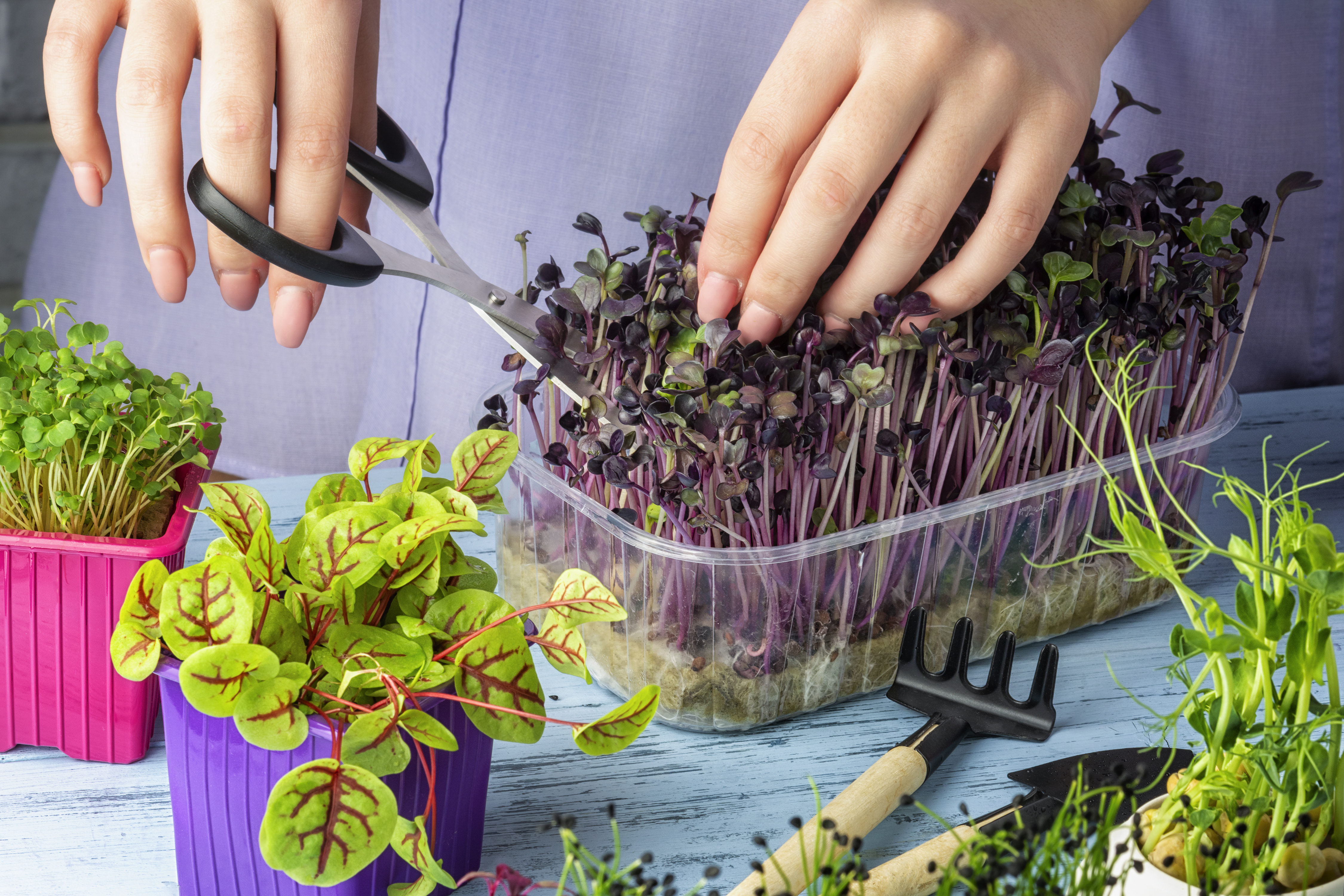 Garden Ideas & Projects