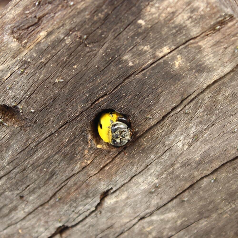 A yellow carpenter bee chews wood.