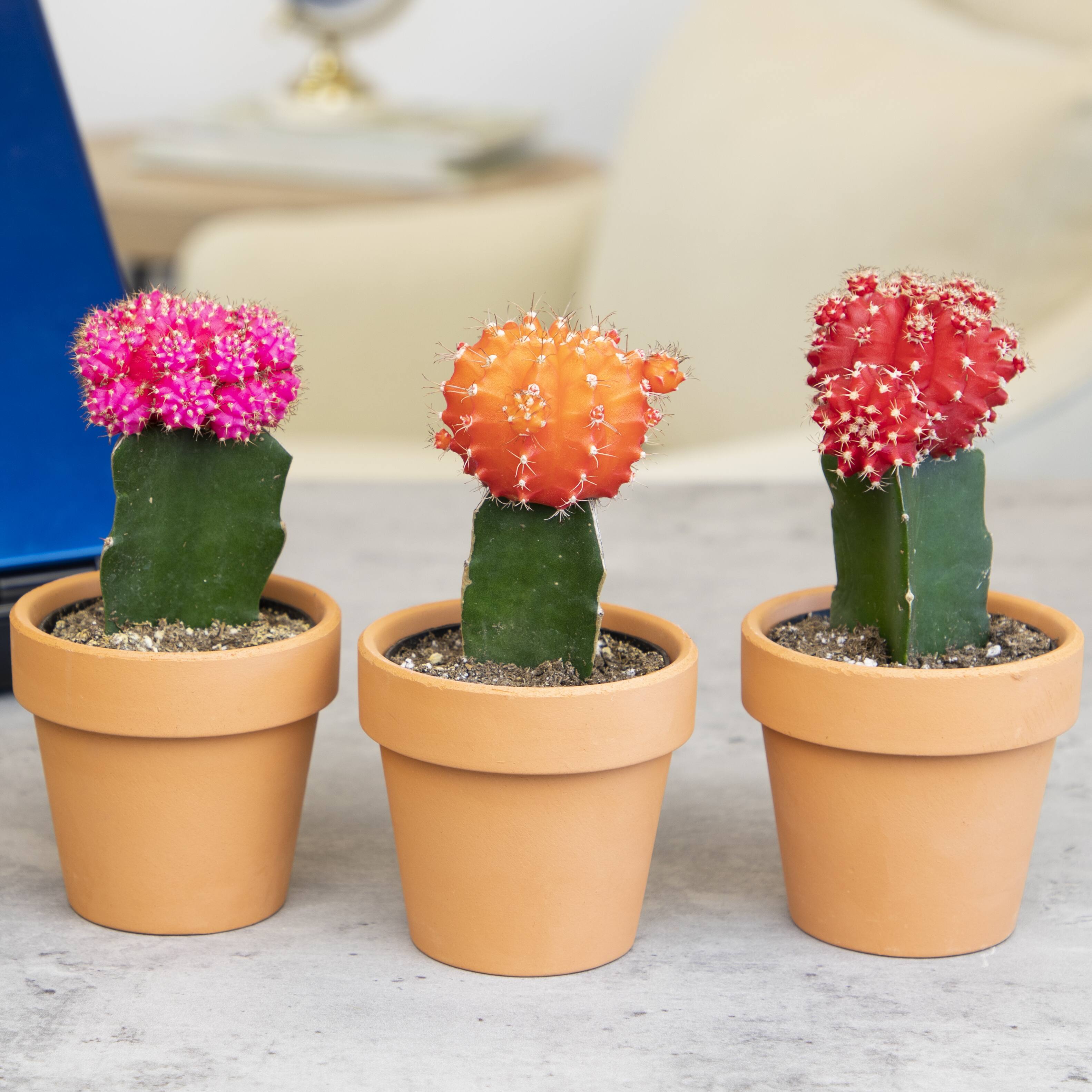 Image for Shop Small Cactus Plants