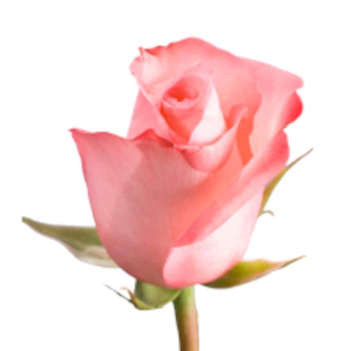 Pink Roses