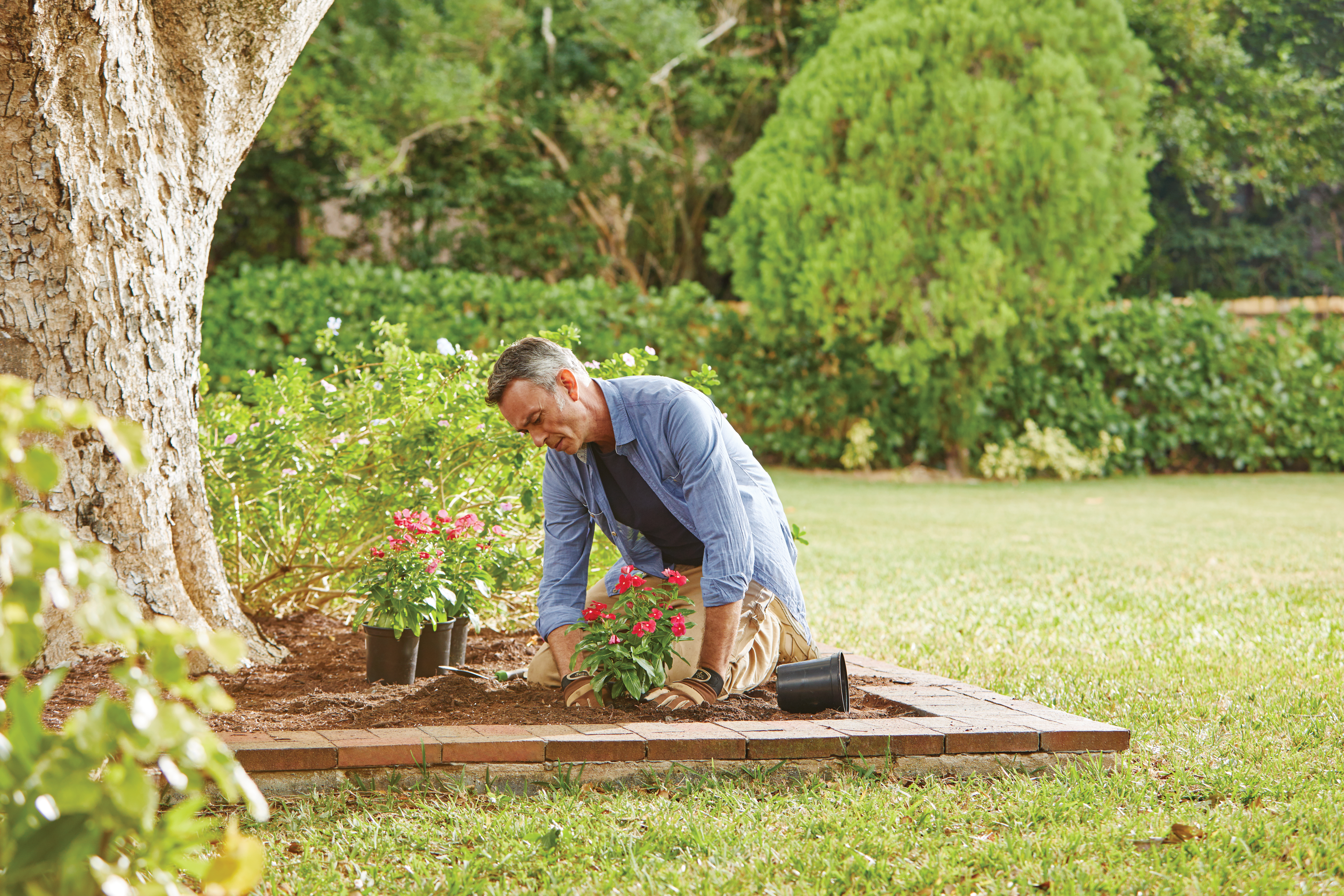 Best Perennials for Your Garden