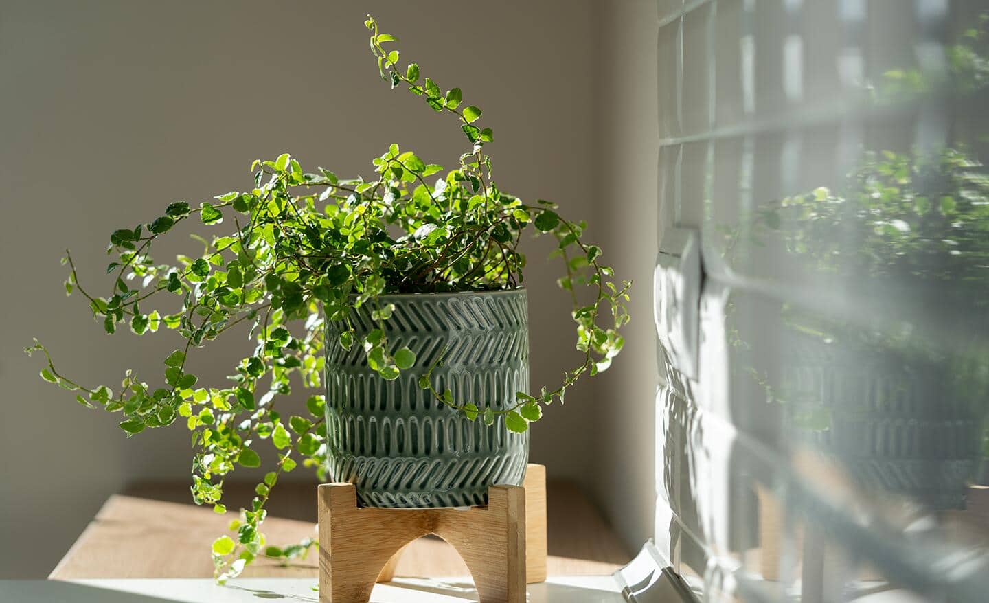 Creeping fig growing in a green pot on a wooden stand by a window.