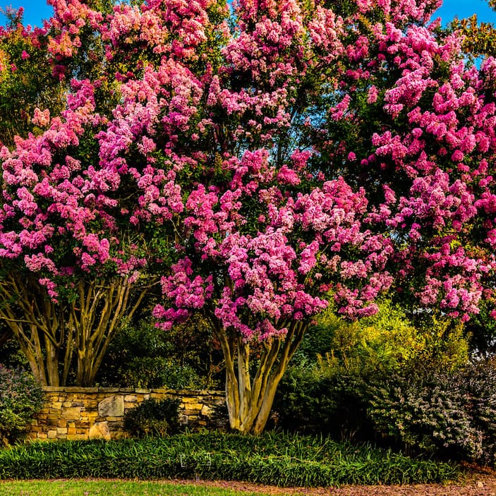 Image for Crepe Myrtle Trees