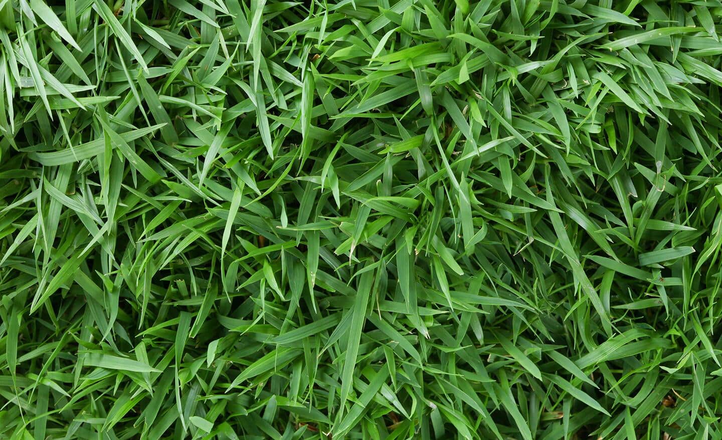 Zoysia grass lawn