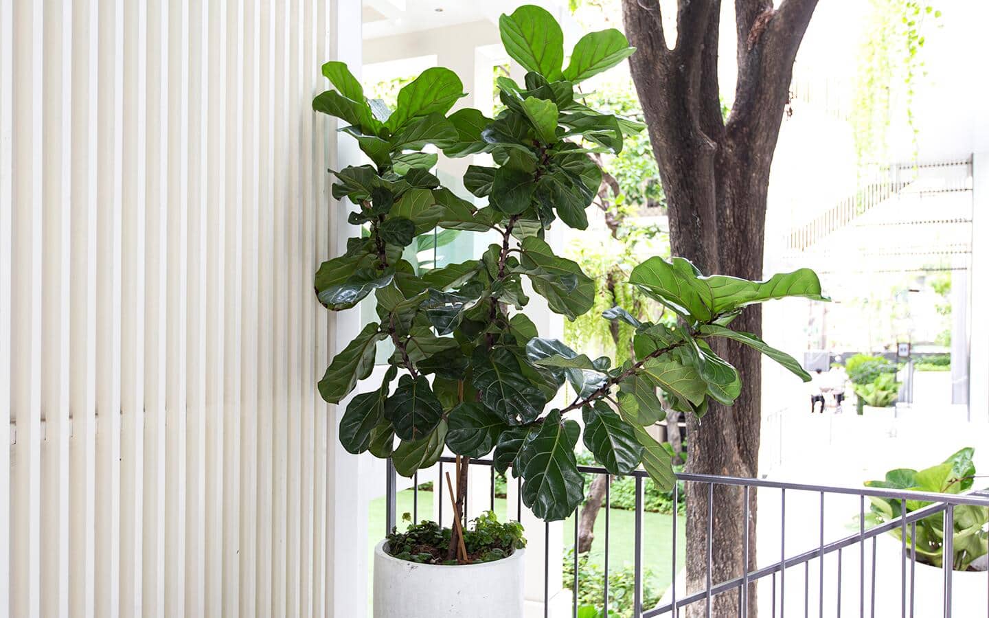 An outdoor fiddle-leaf fig tree in a white pot on balcony.