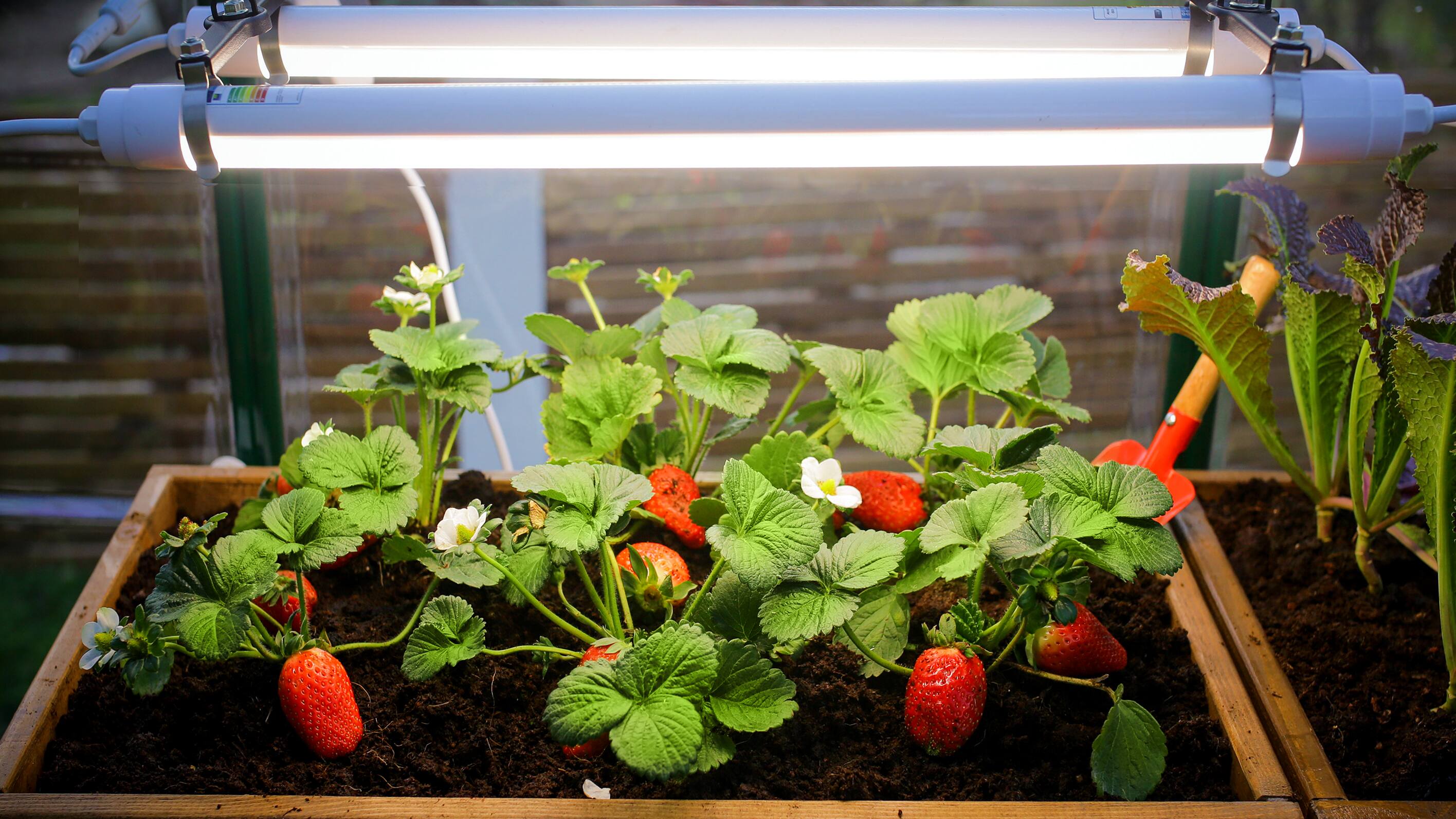 Indoor Plant Growing with LED Lights