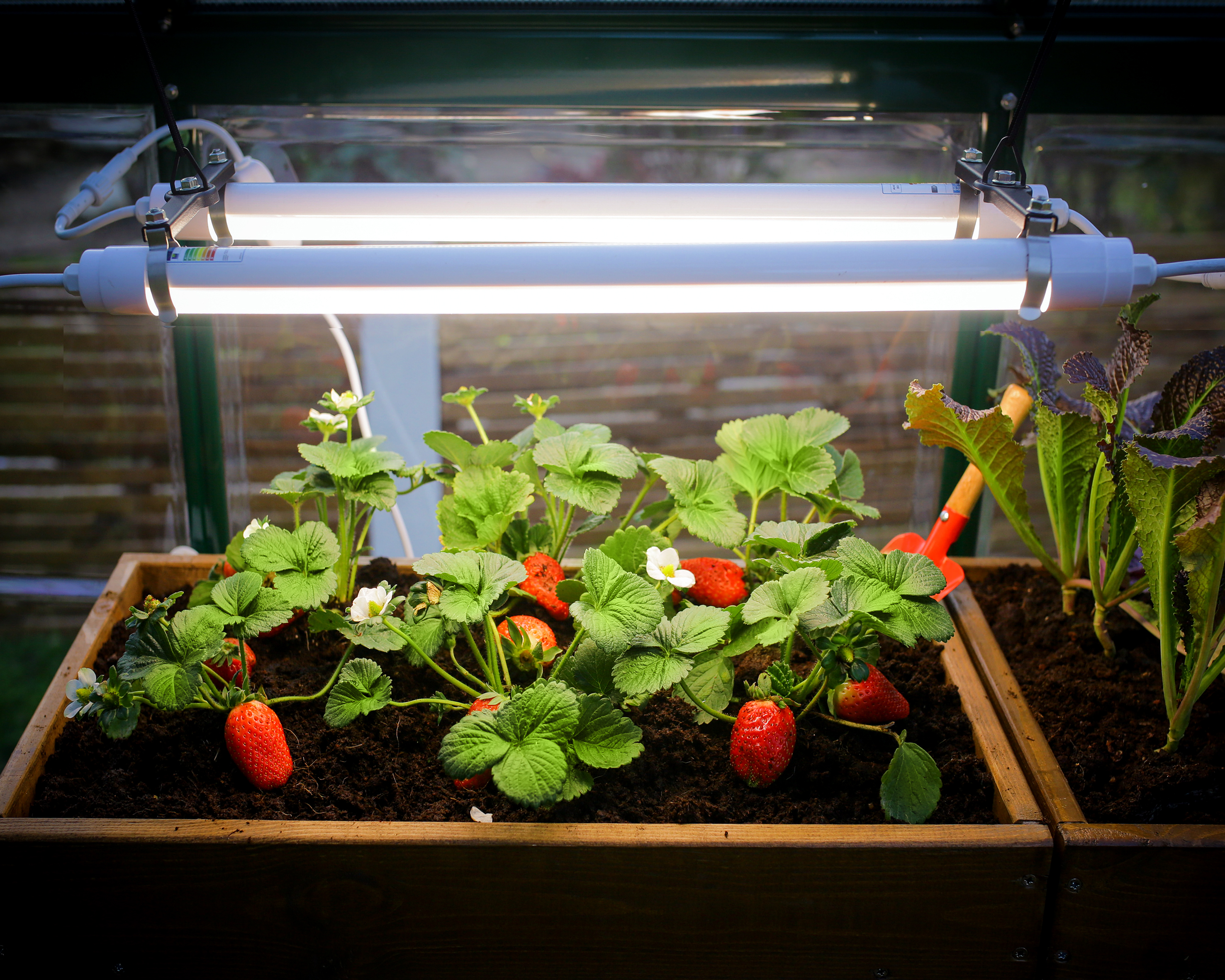 Indoor Plant Growing with LED Lights