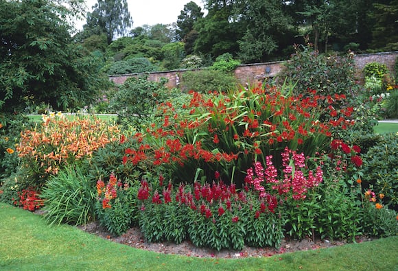 Difference Between Annuals vs. Perennials