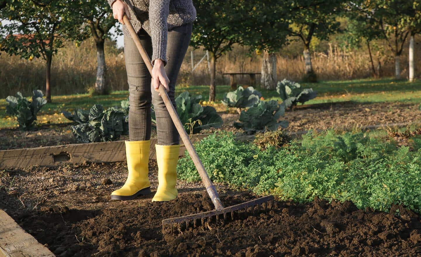 Gardener rakes garden bed soil