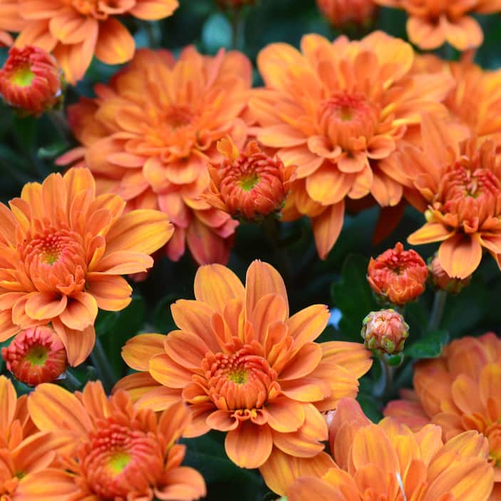 Chrysanthemum