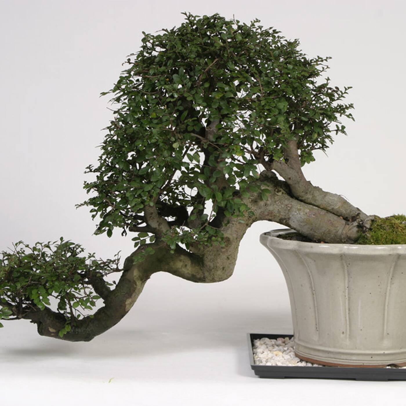 Image for Shop Bonsai Trees