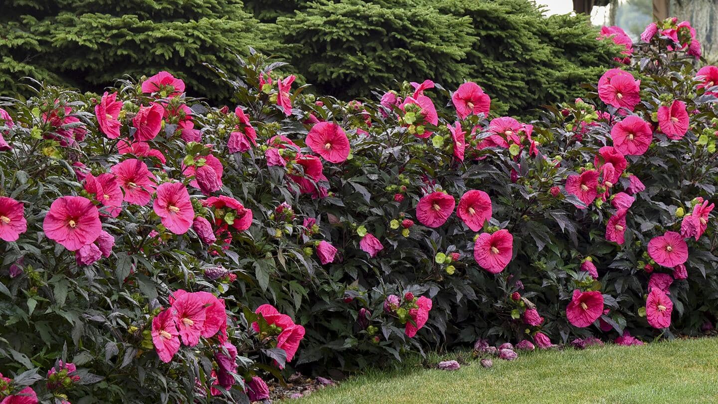 Pink hibiscus shrub in bloom in a landscape