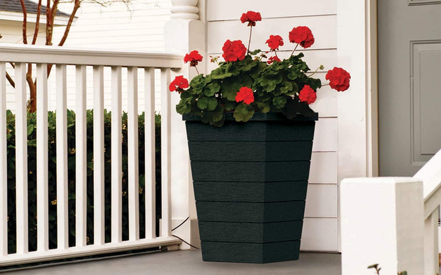 Red geraniums in a planter on a porch