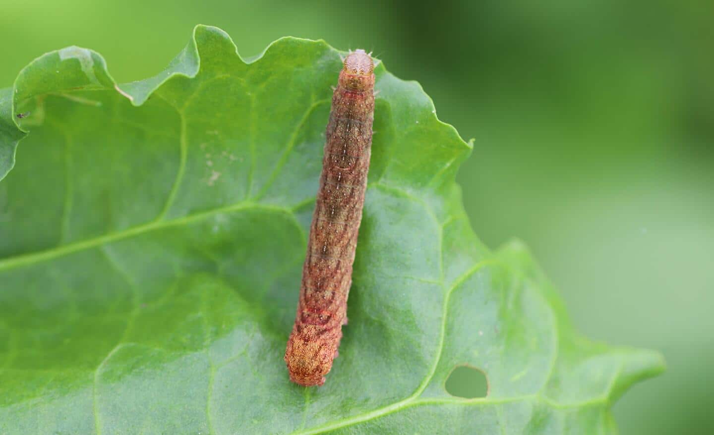 Armyworm on plant leaf