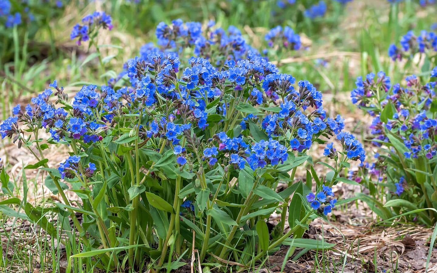 Pollinator plant with blue flowers in a garden