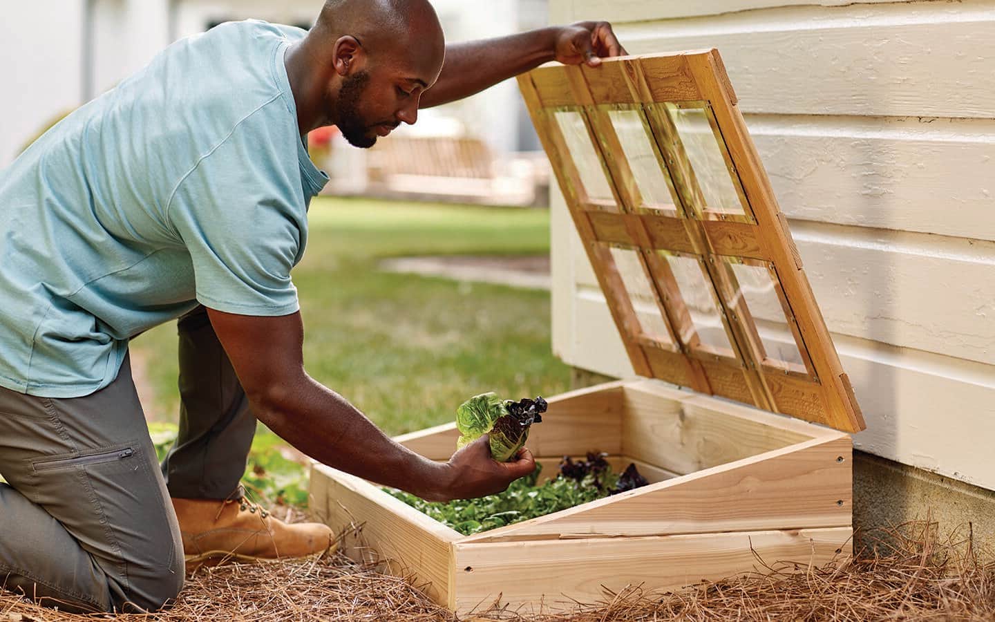 A man kneels in front of cold frame, holding it open with one hand and holding a small head of cabbage in the other hand. 