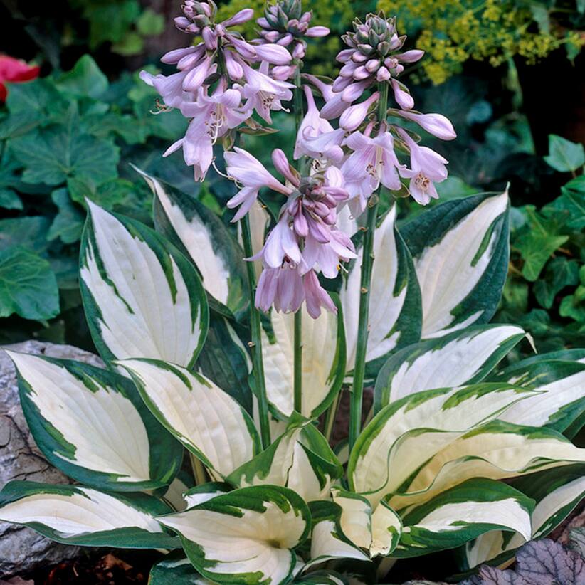 Hostas