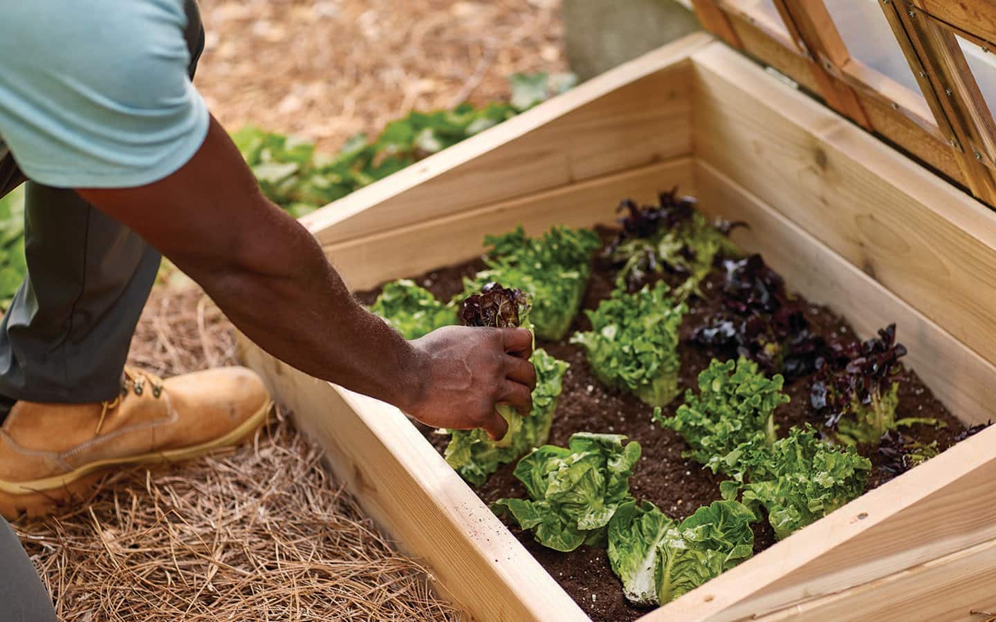 A person kneels next an open cold frame to harvest one of the plants growing inside.