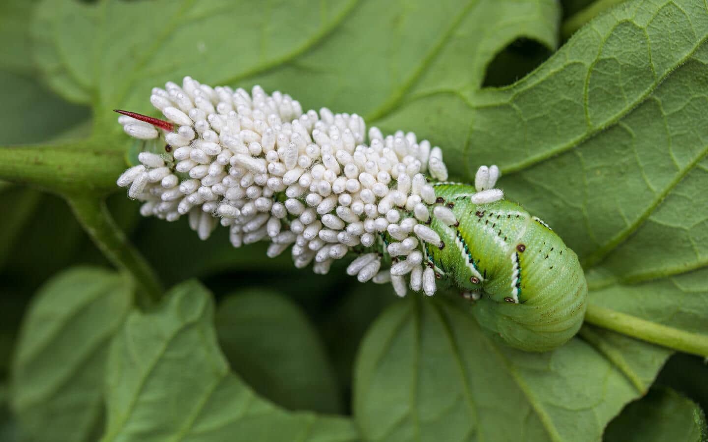 A group of white parasitic wasp eggs on a tobacco hornworm.